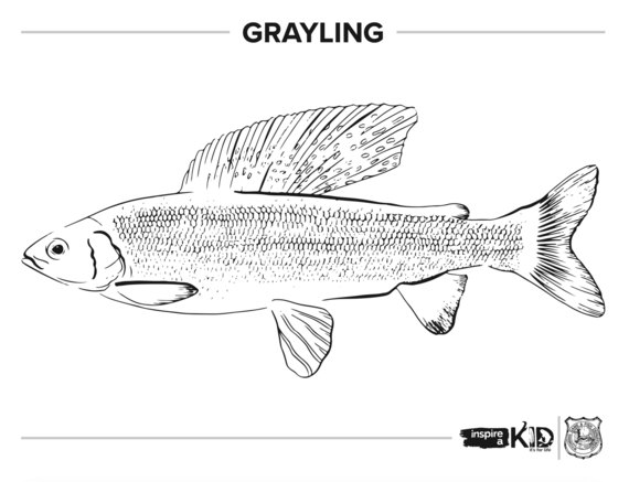 Grayling coloring page