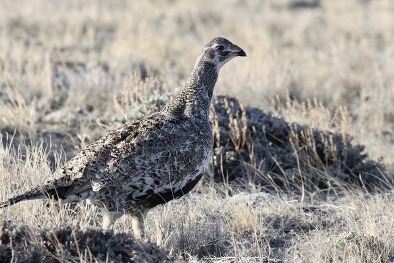 Sage grouse hen