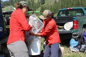 Game and Fish personnel release brook trout