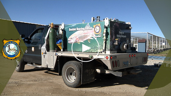 Boulder rearing station YouTube video