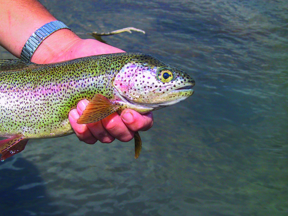 A trout with whirling disease