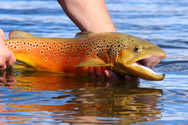 Brown trout