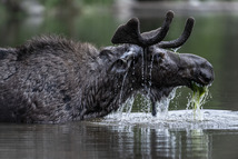 2025 Wyoming Wildlife calendar cover photo