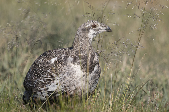 Sage grouse