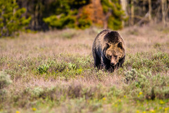 Grizzly bear moves through grassy field