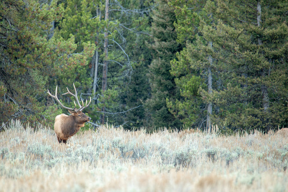 Rule of thirds — a bull elk bugles in a field