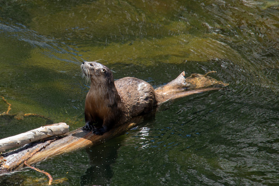 Focal point — a river otter sits on a log