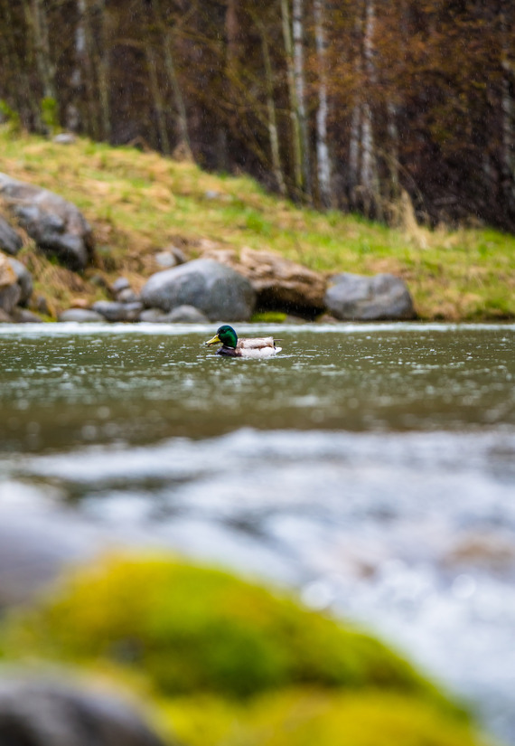 Depth of field — a duck swims in a pond