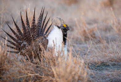 Sage grouse lek