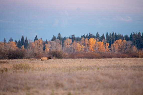 Bull elk in fall