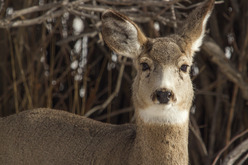 Pinedale mule deer doe