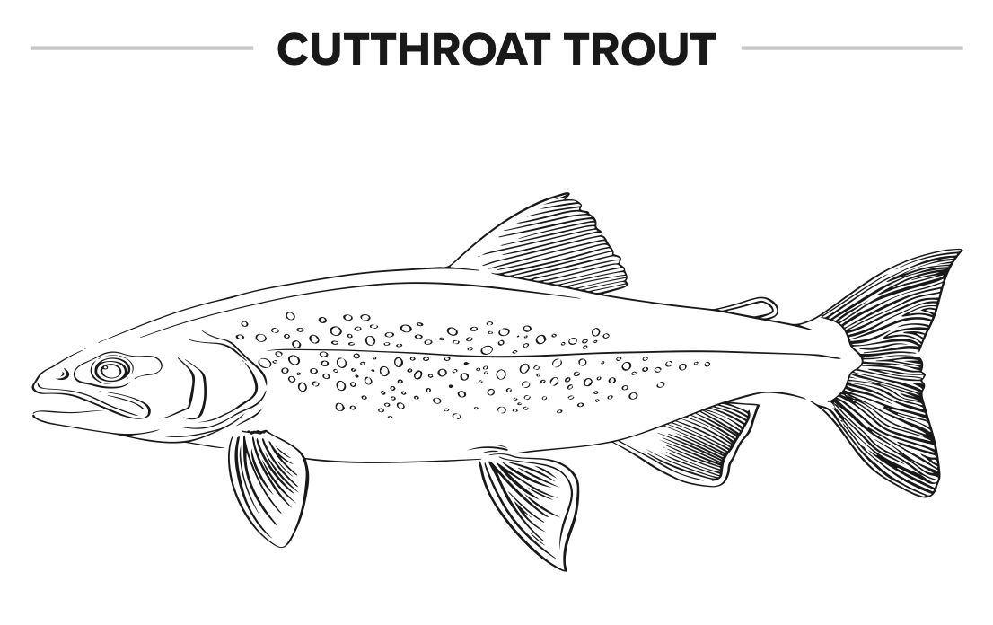 Cutthroat trout coloring page