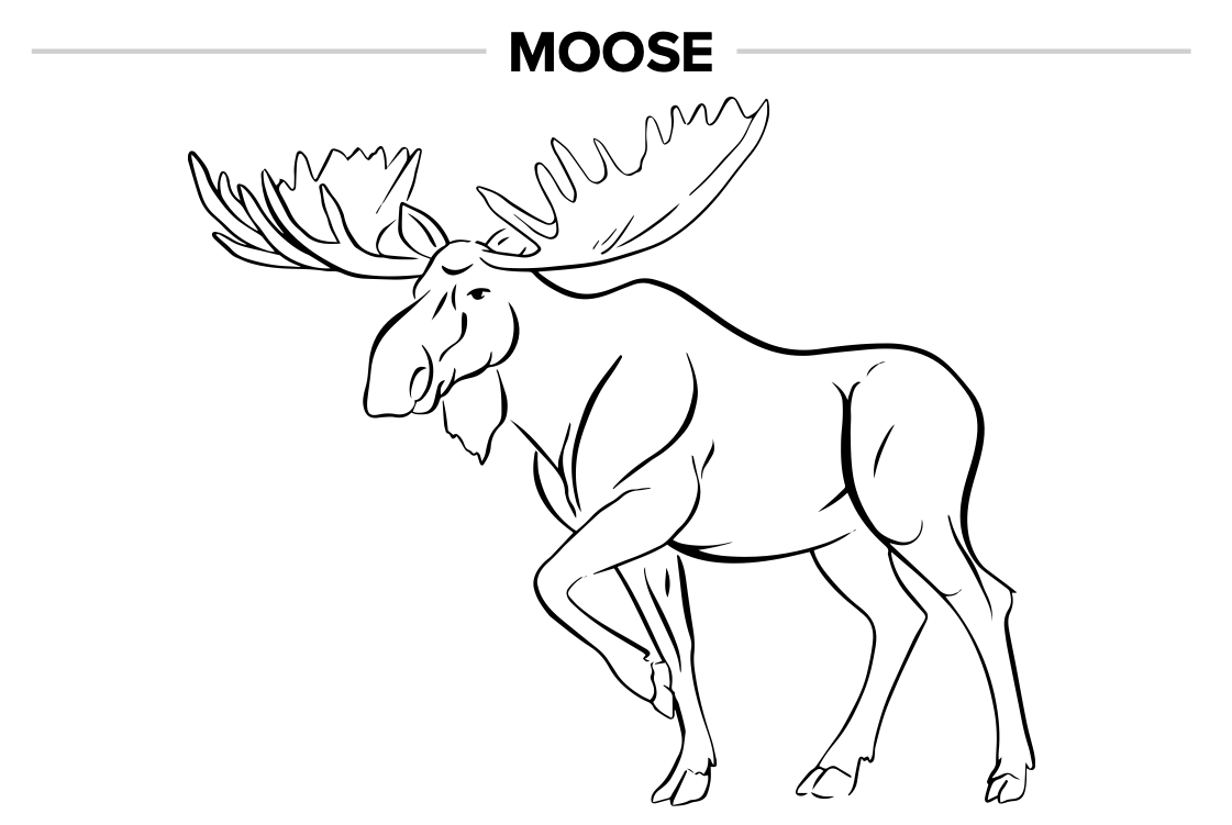 Moose coloring page