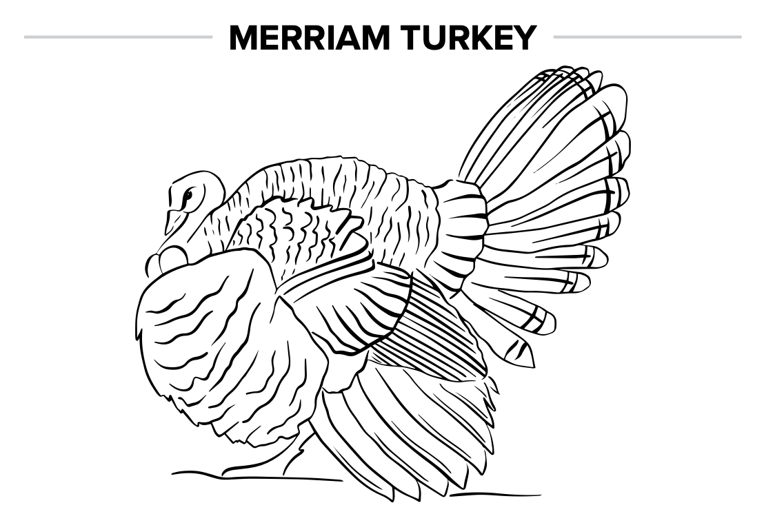 Turkey coloring page