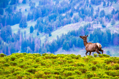 Cow elk on ridge