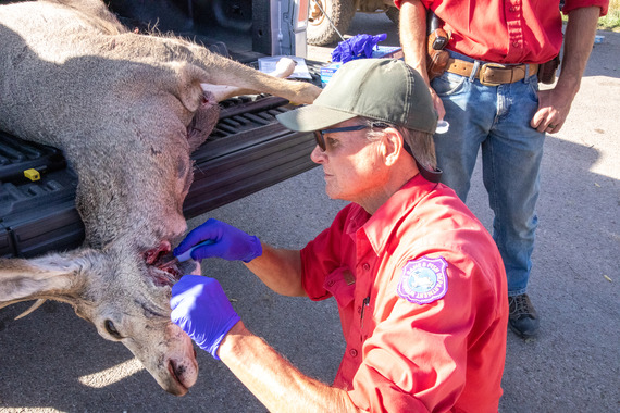 CWD testing