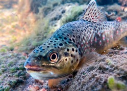 Underwater trout