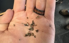 Zebra mussels in hand