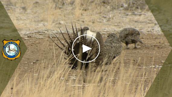 2024 Sage Grouse Lek Attendance