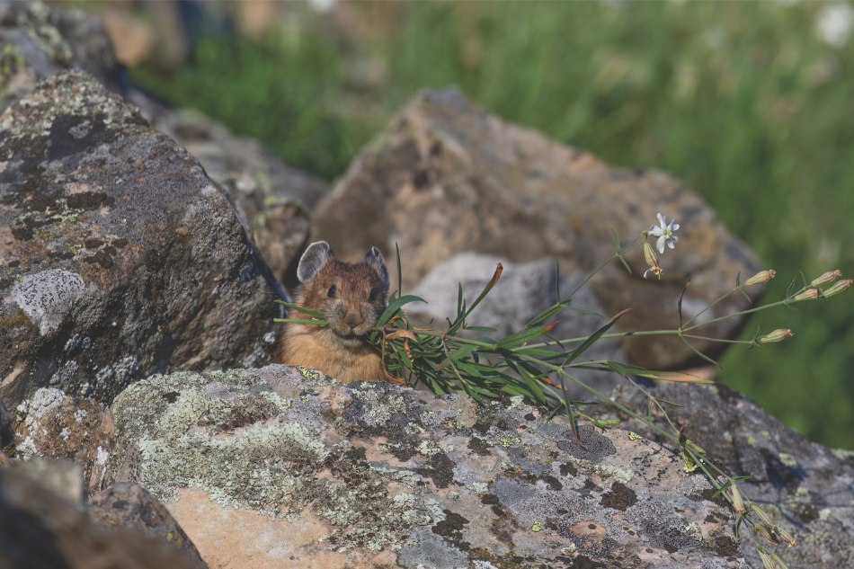 American pika