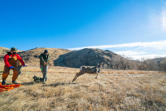 Mule deer research project, collaring.