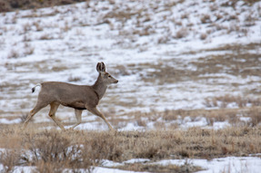 Mule deer