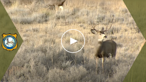 Mule deer community conversations YouTube video