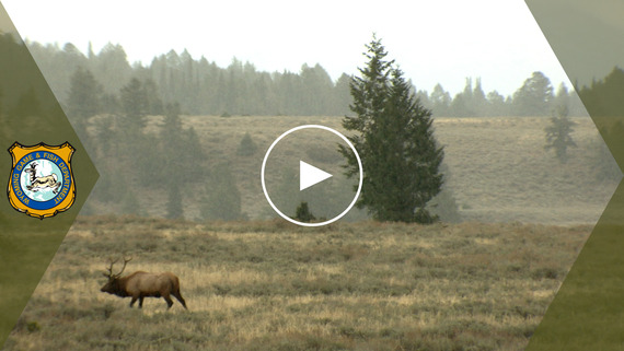 Best elk hunting? YouTube video