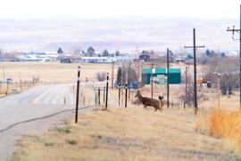 Mule deer near roadway