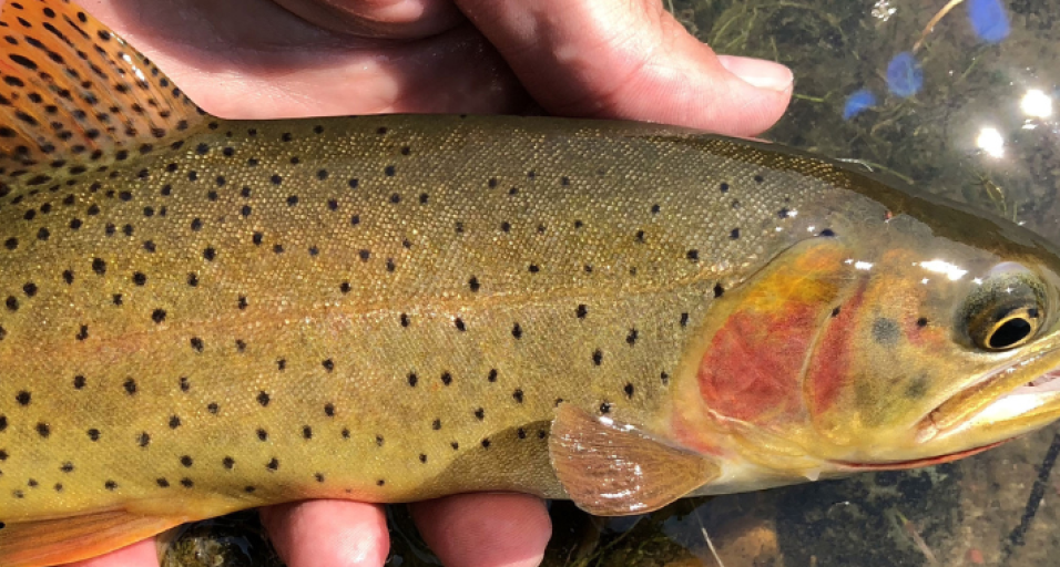 Cutthroat trout