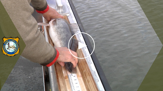 Grayrocks Reservoir, Wyoming - Fish Survey Results YouTube video