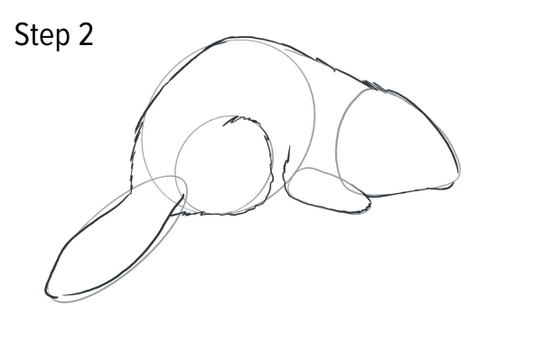 Draw a beaver - Step 2