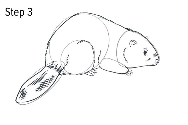 Draw a beaver - Step 3