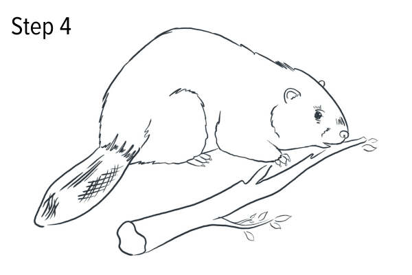 Draw a beaver - Step 4