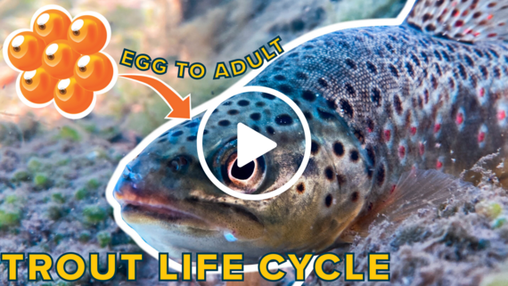 Trout life cycle YouTube video