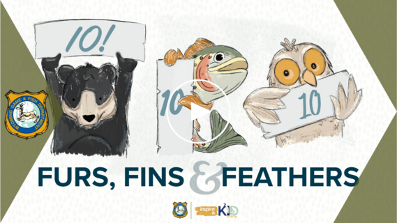 Furs, Fins and Feathers