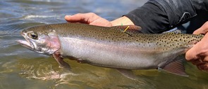 Hybrid trout