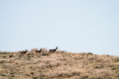 Mule deer travel across the landscape