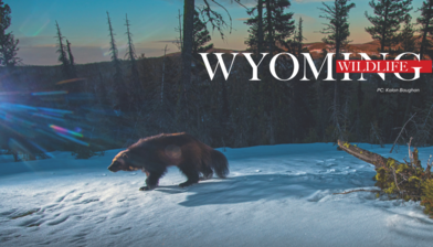 Wyoming Wildlife Collaborative Conservation opening spread first place article WPA 2025