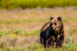 Grizzly bear near Teton National Park