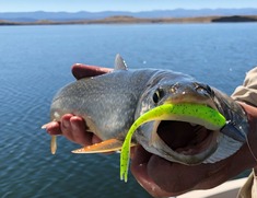 Lake trout caught on a lure