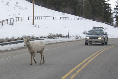 Winter wildlife on roads