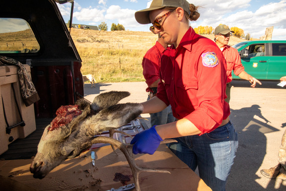 Wildlife technician takes a CWD sample from a buck mule deer head