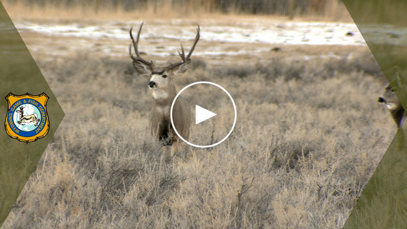 Wildlife check stations YouTube video link