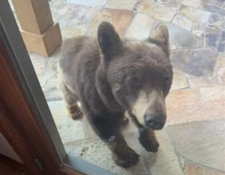 Bear on porch