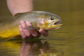 Cutthroat trout