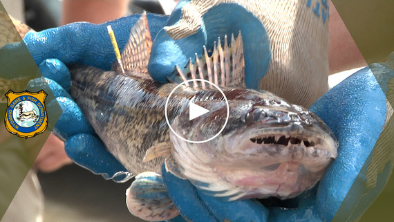 Fish Tagging YouTube video link