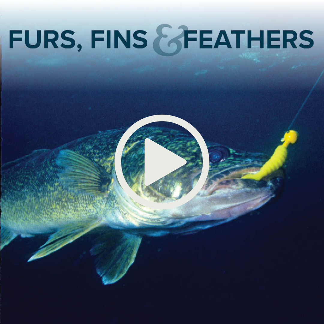 Furs, Fins and Feathers podcast episode link — Walleye