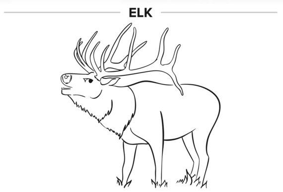 Elk coloring page