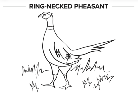 Ring-necked pheasant coloring page
